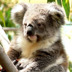 Koala Australia Hd Wallpapers