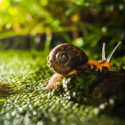 Snail HD Wallpapers and Backgrounds