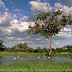 Comb Ducks on Lake, Savute Chobe National Park, Botswana Wallpapers