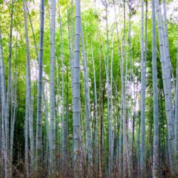 Arashiyama Bamboo Goove
