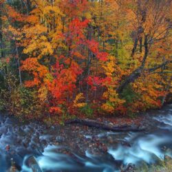 Rivers: River Horseshoe Bend Vermont Autumn Forest Full HD 1080p