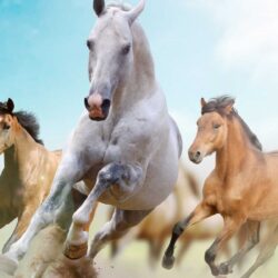 Animals For > Horse Racing Wallpapers Hd