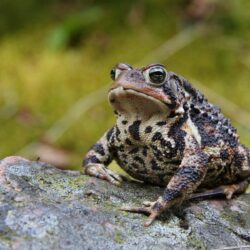 2 American Toad HD Wallpapers