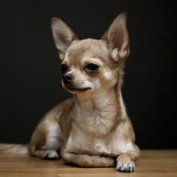 Chihuahua Wallpapers