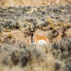 Pronghorn Pictures