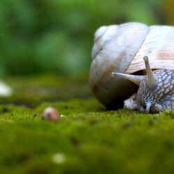 Snail Wallpapers 3