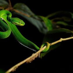 Pit Viper Snake Wallpapers