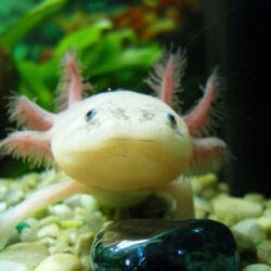 Axolotl Wallpaper Backgrounds 14+