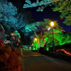 Gardens Roads New Zealand Wellington Botanical Night Street lights