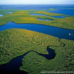 Everglades National Park’s mangrove forests 19913