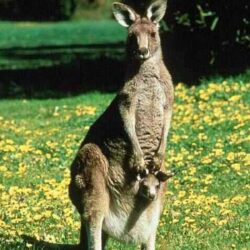 Kangaroo desktop wallpapers