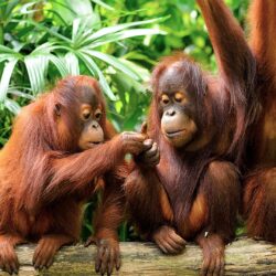 Cute Orangutans HD Wallpapers
