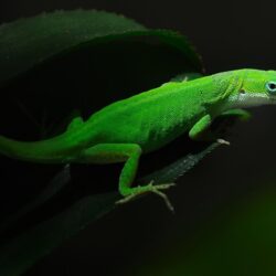 lizards image Gecko HD wallpapers and backgrounds photos