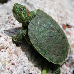 Wallpapers For > Baby Turtle Wallpapers Hd