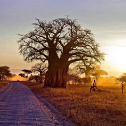 landscape, Nature, Baobab Trees, Dry Grass, Dirt Road, Shrubs