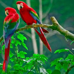 Red Parrot HD Wallpapers