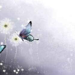 Butterfly wallpapers