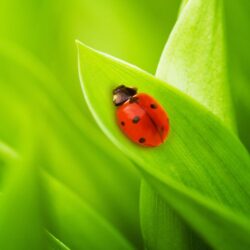 Download Greatest Ladybird On A Leaf Wallpapers
