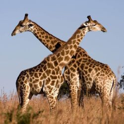 Giraffe Funny Face Wallpapers Wallpapers