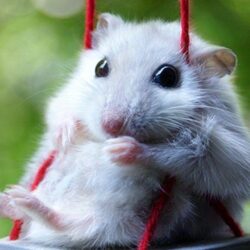 Hamster Wallpapers HD Full HD Animal Wallpapers PowerballForLife