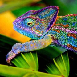 Chameleon Wallpapers 9