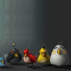 3 Angry Birds HD Wallpapers