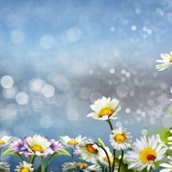 Daisies Surprise Daisy Wild Flowers Nature hd wallpapers #