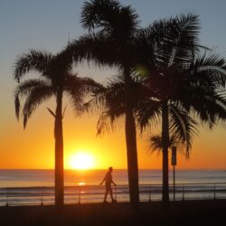 Sunshine Coast, Sunrise, Australia, palm tree, sunset free image