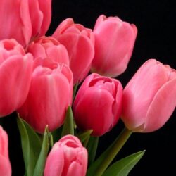 Pink Tulip HD Wallpapers