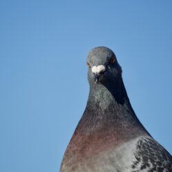 Columbidae pigeon close