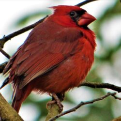 Geotripper’s California Birds: A Northern Cardinal…in Hawai’i? The