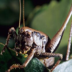 Nature Studies: Why Keats’s hedge cricket no longer chirrups