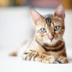 Beautiful Bengal cat on a light backgrounds wallpapers and image