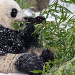 Giant panda covered in snow wallpapers