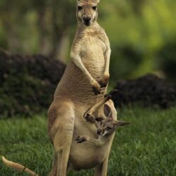 Animals Beautiful Australia Kangaroo Wallpapers