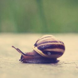 Snails And Mollusks Wallpapers, Desktop 4K High Quality Image, W