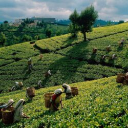 Free HQ Tea Harvest Sri Lanka Wallpapers