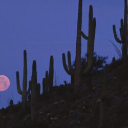 Full Moon Saguaro National Monument, Arizona widescreen wallpapers