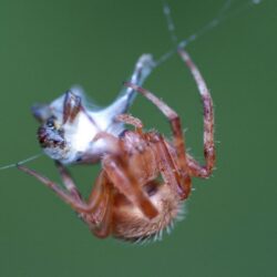Download wallpapers spider, web, mucus, production