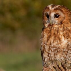 Tawny Owl Wallpapers by Photosbykev