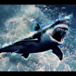 Shark Wallpapers HD by Tooyp
