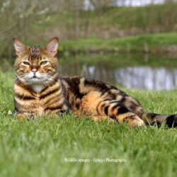 My Top Collection: Bengal cat wallpapers