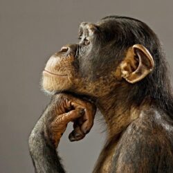 Chimpanzee HD Wallpapers