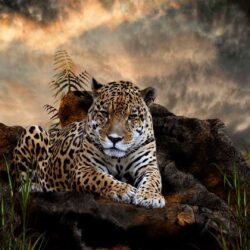 Jaguar HD Wallpapers