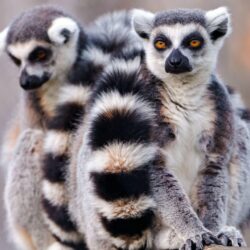 Lemur Full HD Wallpapers and Backgrounds
