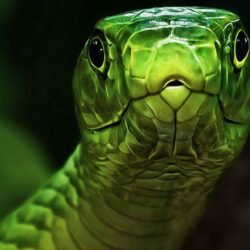 Image of an anaconda snake download