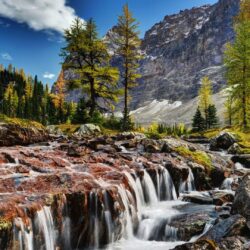 Beautiful Scenery Mountain River Rocks Rocky Mountain Pine Shua