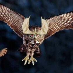 Noctowl