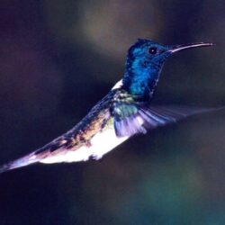 Humming Bird Wallpapers