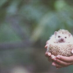 Hedgehog Wallpapers How to Keep African Pygmy Hedgehogs as Pets